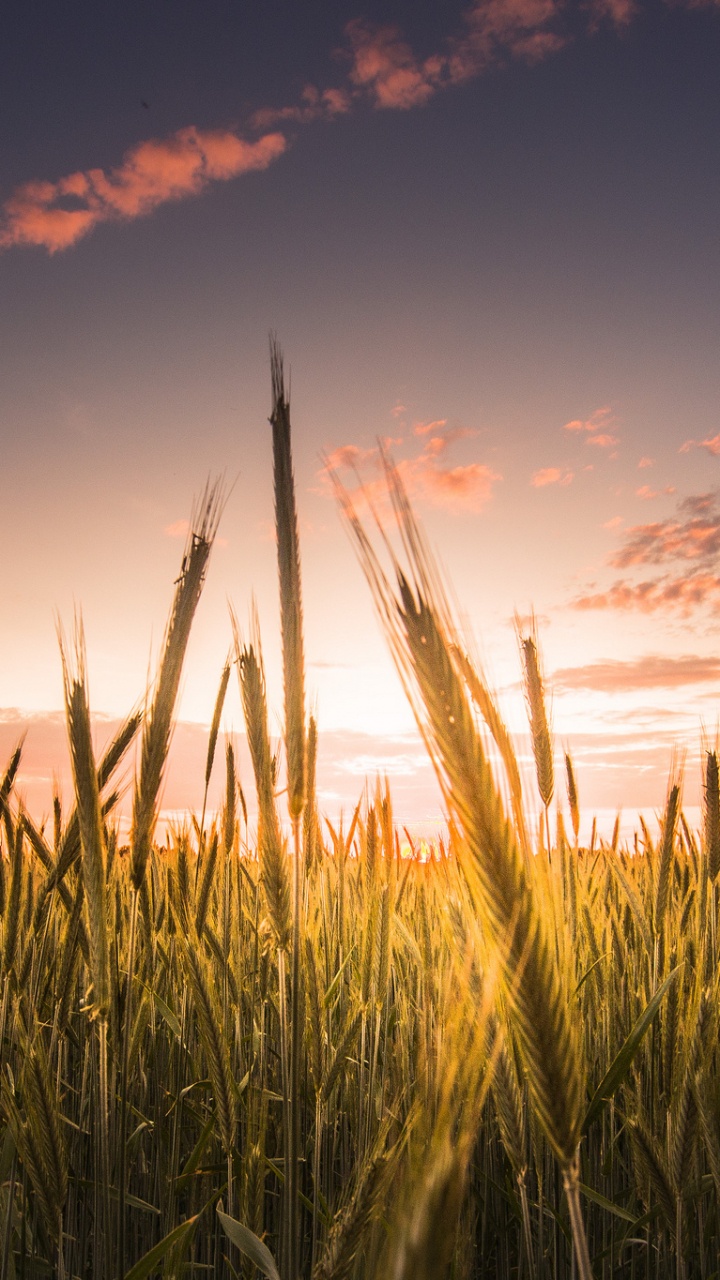 Обои закат, вечер, горизонт, семейство травы, музыка в разрешении 720x1280