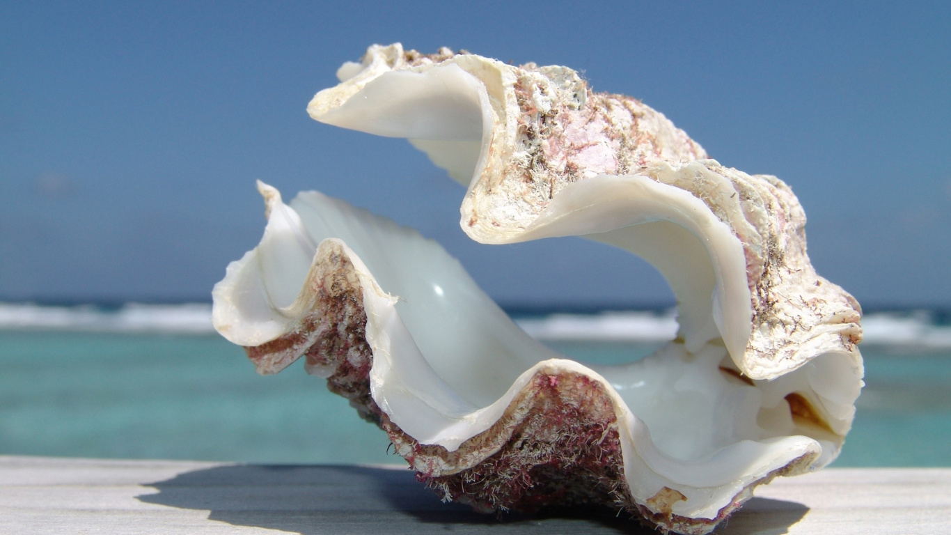 Обои ракушка, пасть, море, Шелл Бич, пляж в разрешении 1366x768