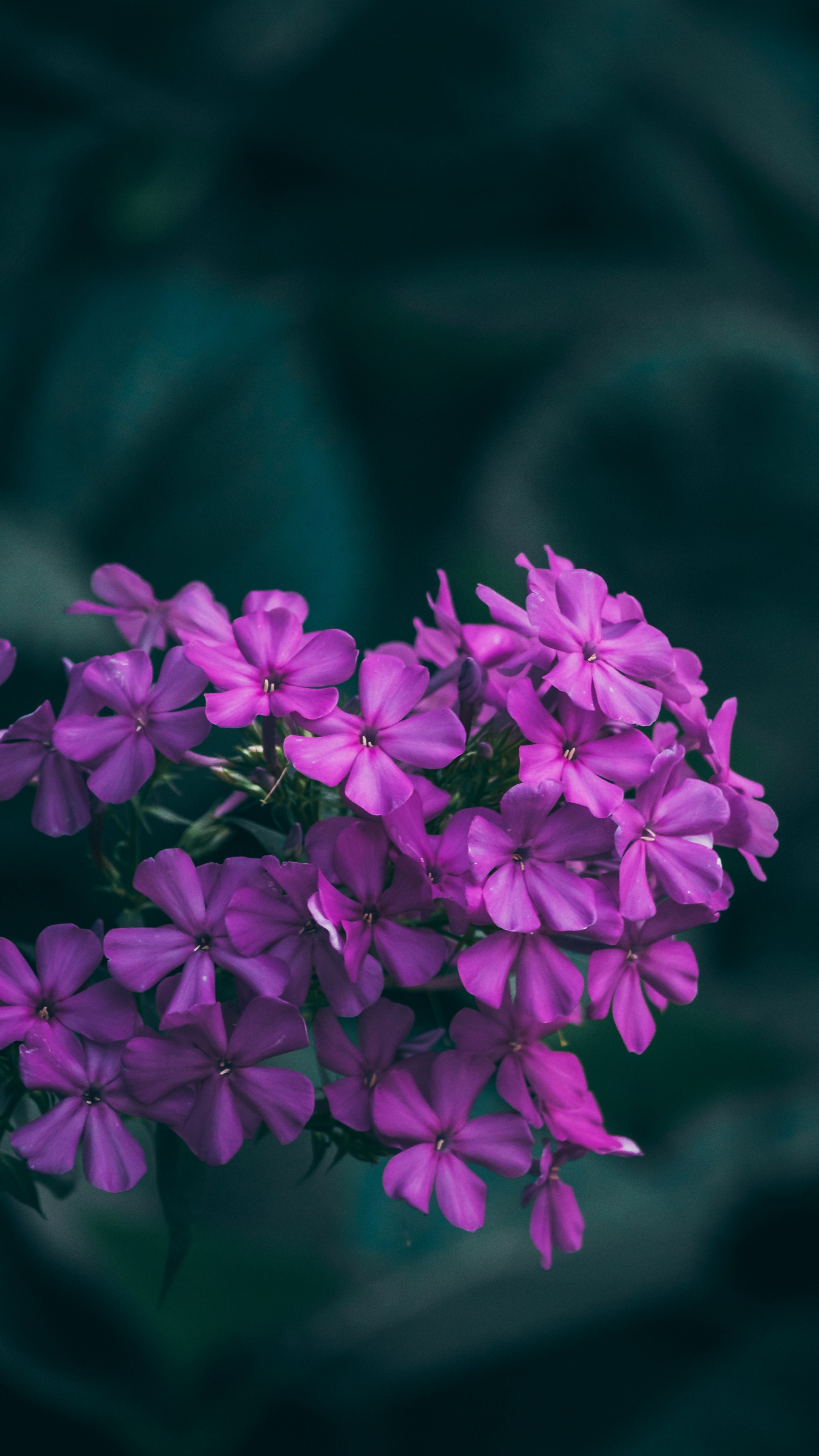 Обои цветок, цветковое растение, розовый, лепесток, сирень в разрешении 1440x2560