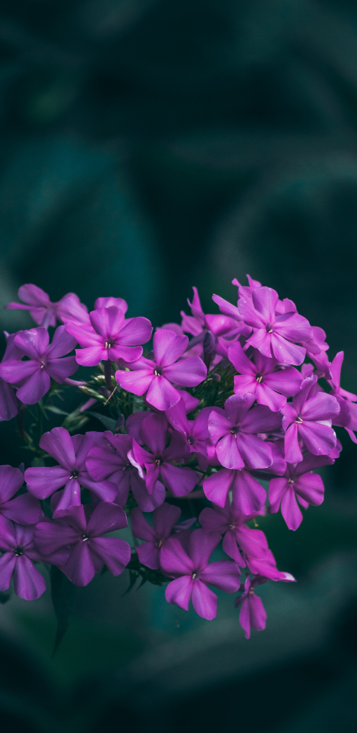 Обои цветок, цветковое растение, розовый, лепесток, сирень в разрешении 1440x2960