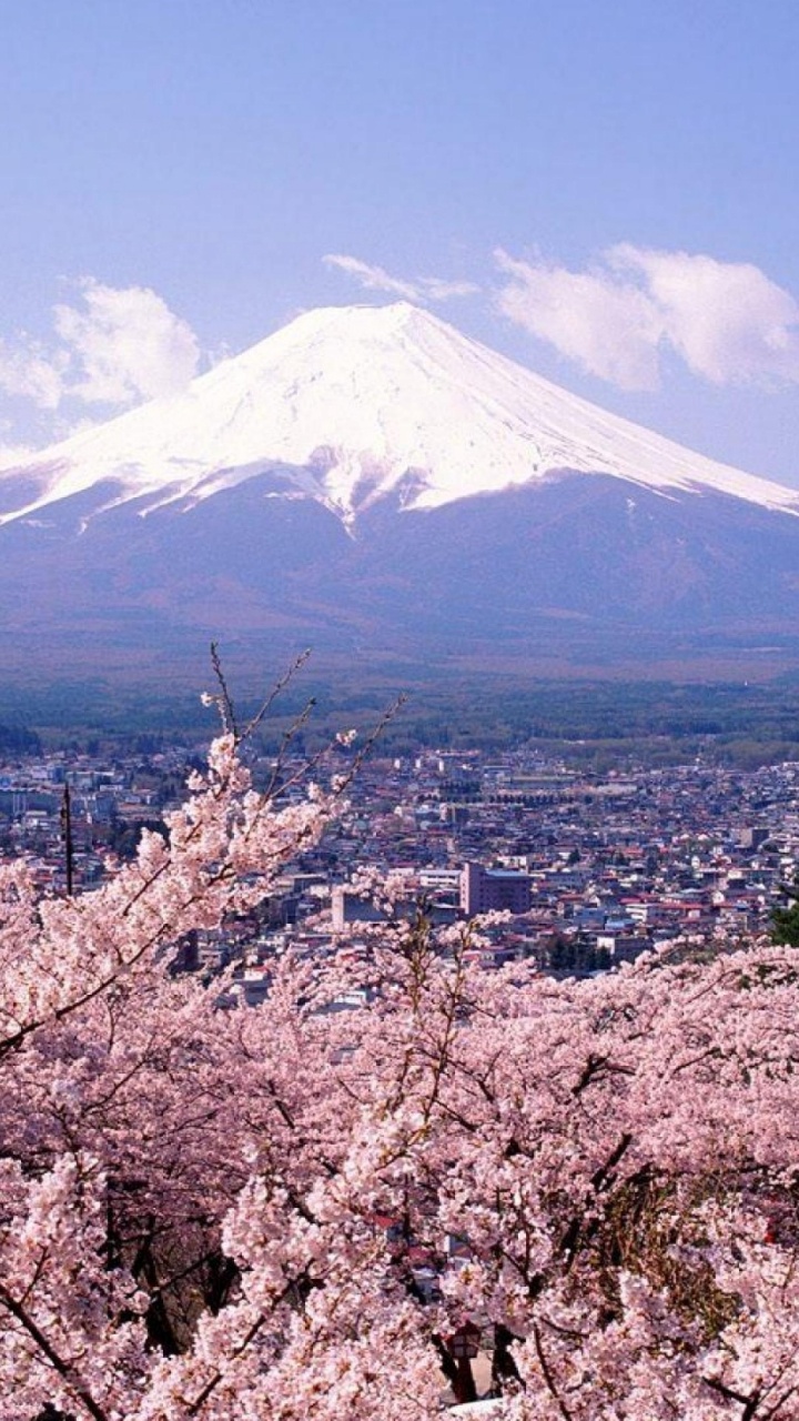 Обои Япония, цветок, цветение вишни, гора, растение в разрешении 720x1280