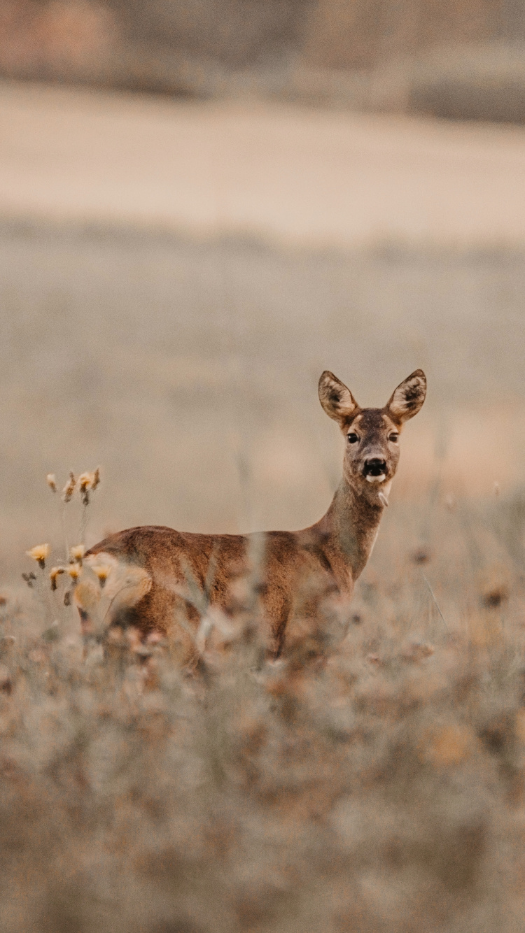 Обои олень, косуля, живая природа, наземные животные, импала в разрешении 750x1334