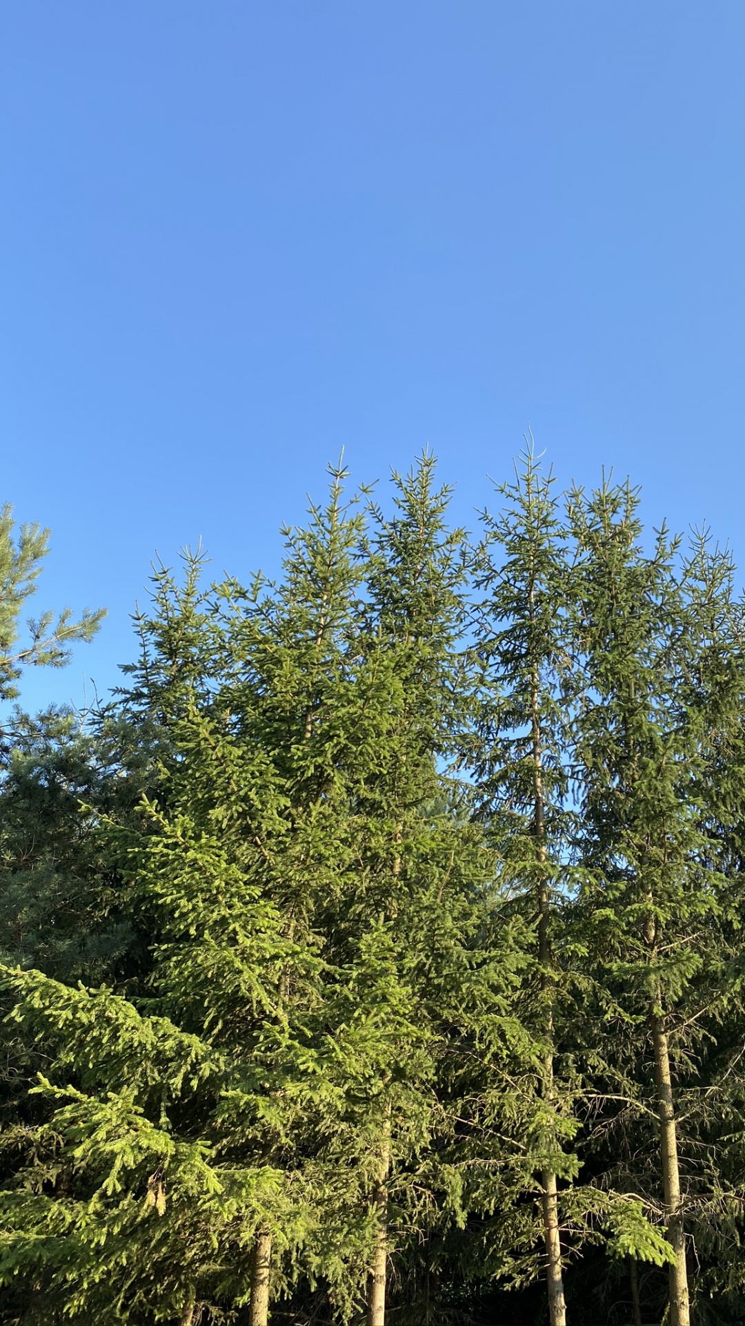 Обои растительность, ветвь, древесные растения, прут, биом в разрешении 1080x1920