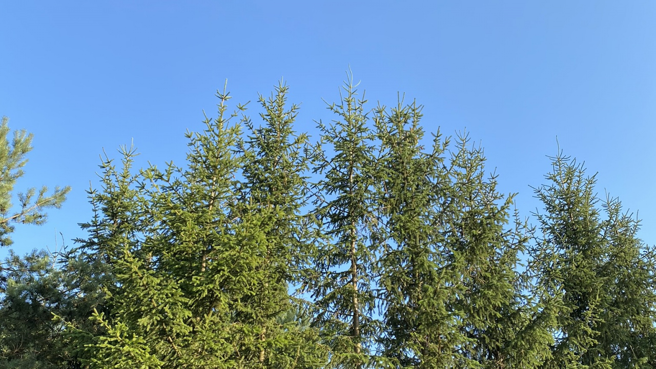 Обои растительность, ветвь, древесные растения, прут, биом в разрешении 1280x720