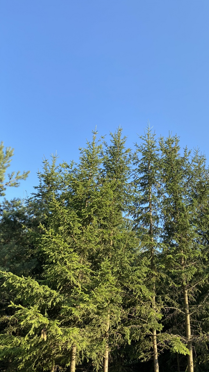 Обои растительность, ветвь, древесные растения, прут, биом в разрешении 720x1280