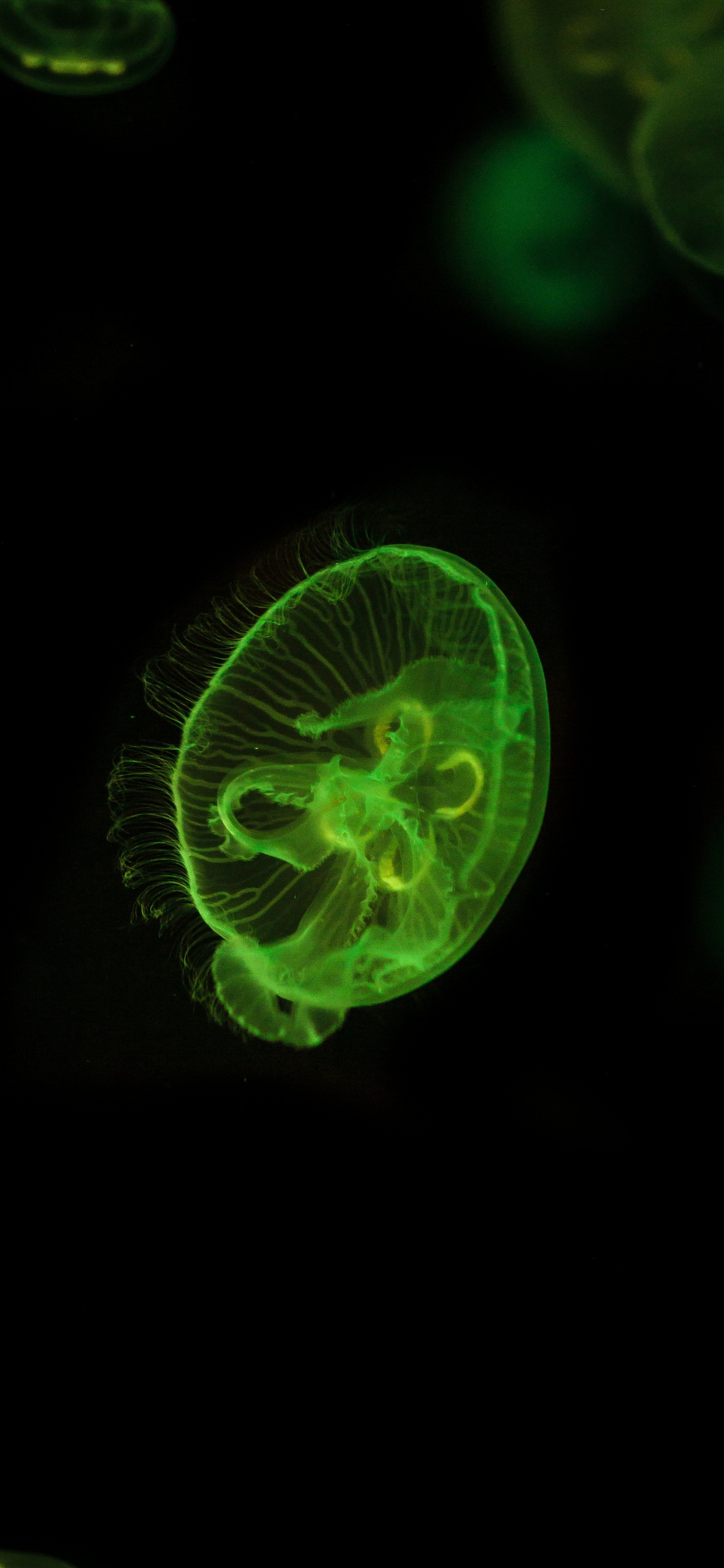 Обои зеленый, Медуза, биолюминесценция, cnidaria, морские беспозвоночные в разрешении 1242x2688
