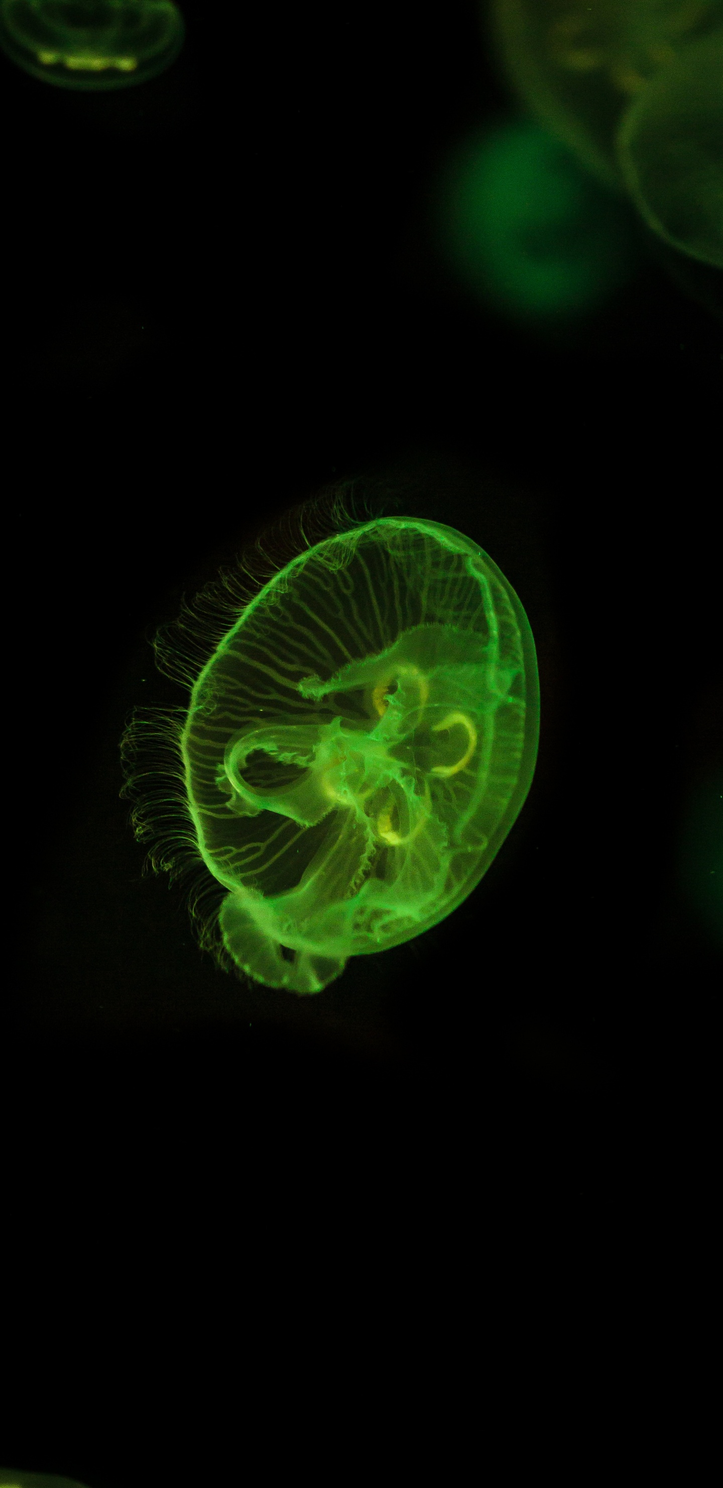 Обои зеленый, Медуза, биолюминесценция, cnidaria, морские беспозвоночные в разрешении 1440x2960
