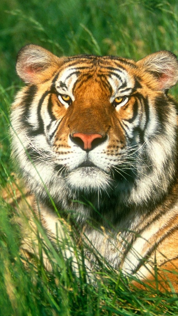 Обои тигр, Белый тигр, бенгальский тигр, живая природа, наземные животные в разрешении 720x1280