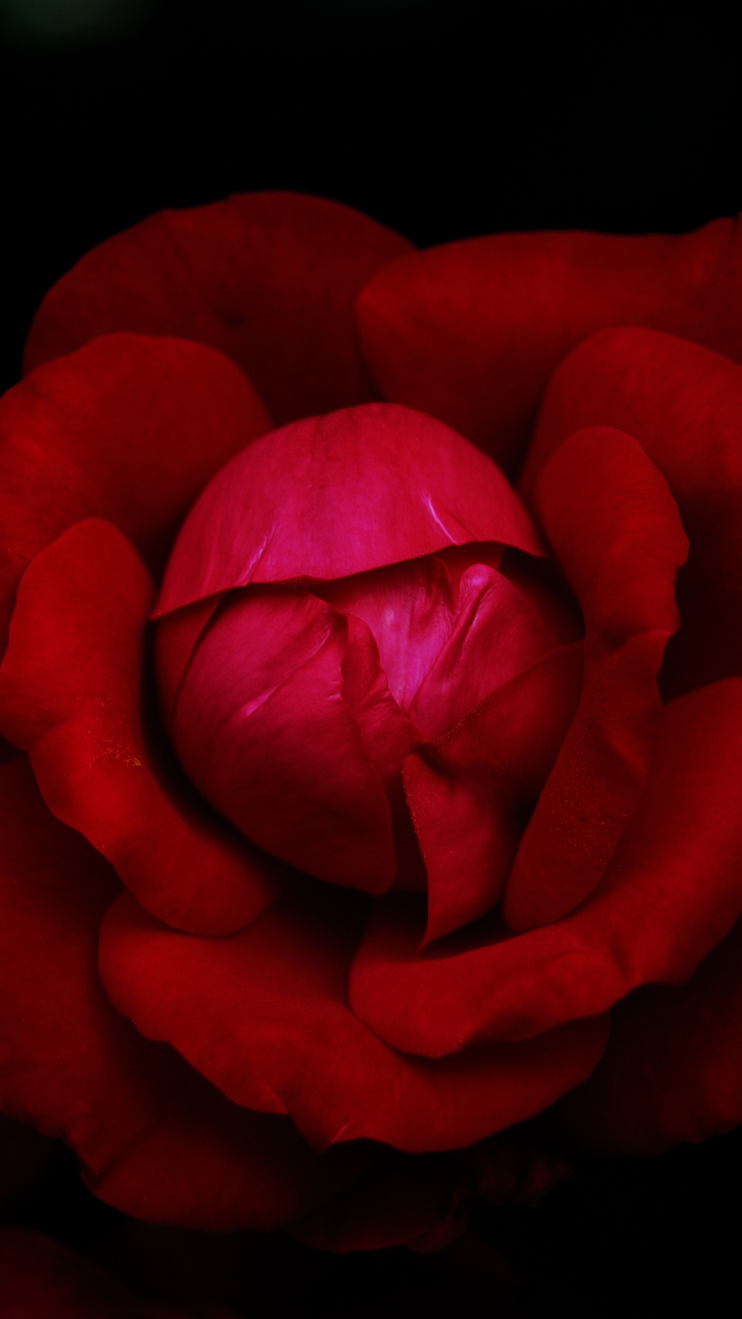 Обои сад роз, цветок, сад, гибридная чайная роза, цветочный букет в разрешении 1080x1920