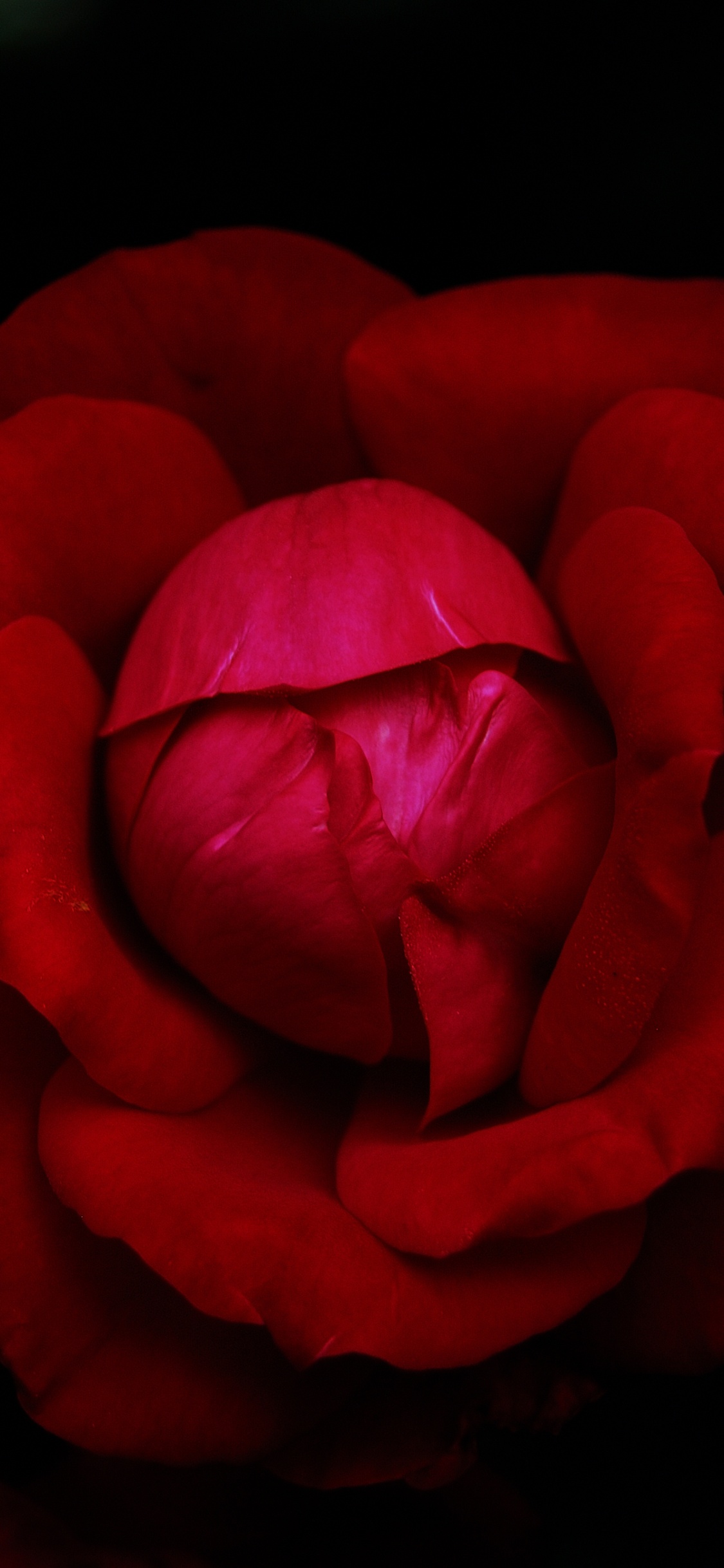 Обои сад роз, цветок, сад, гибридная чайная роза, цветочный букет в разрешении 1125x2436