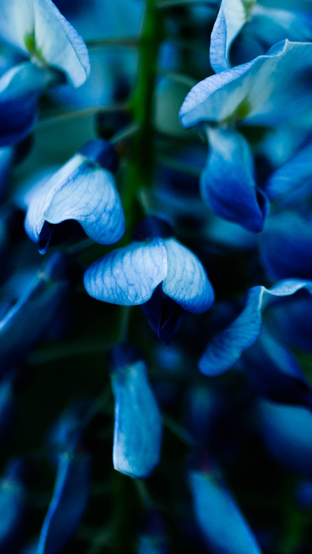 Обои синий, цветок, растение, цветковое растение, синий кобальт в разрешении 1080x1920