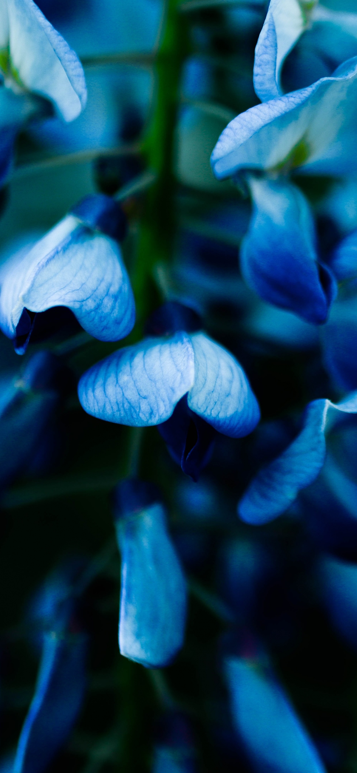 Обои синий, цветок, растение, цветковое растение, синий кобальт в разрешении 1242x2688