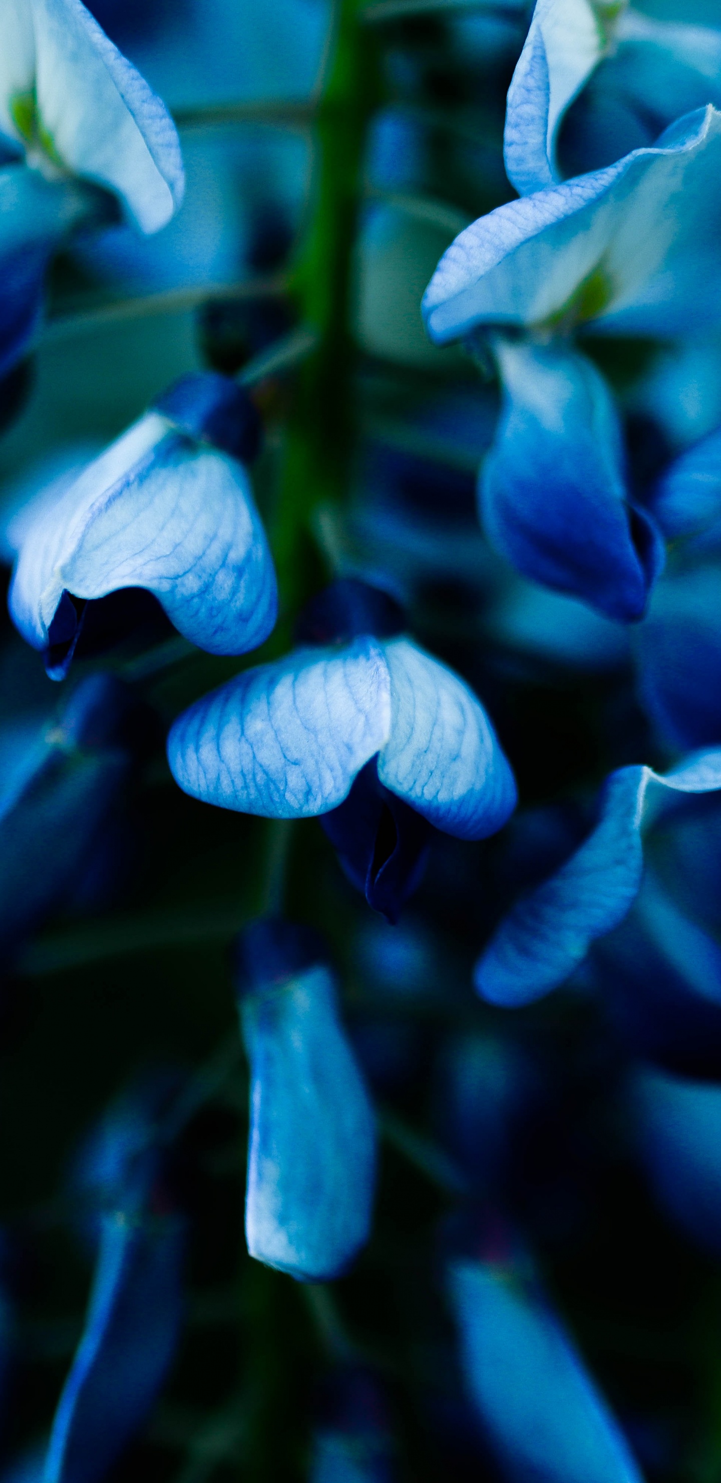 Обои синий, цветок, растение, цветковое растение, синий кобальт в разрешении 1440x2960