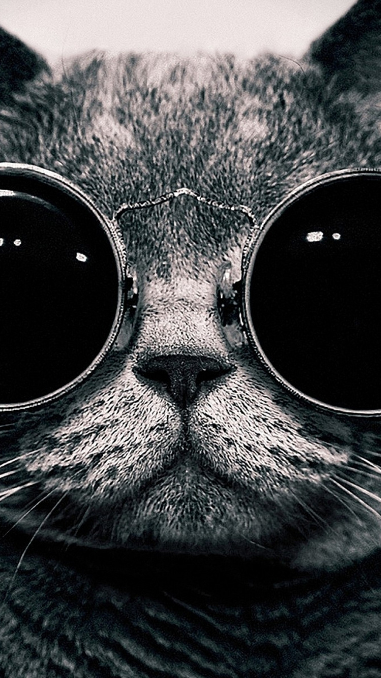 Обои британская короткошерстная, бакенбарды, солнечные очки, очки, черный в разрешении 750x1334