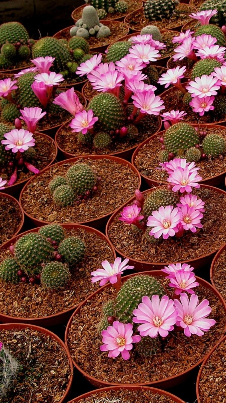 Обои кактус, цветковое растение, почвопокровная, комнатное растение, однолетнее растение в разрешении 720x1280