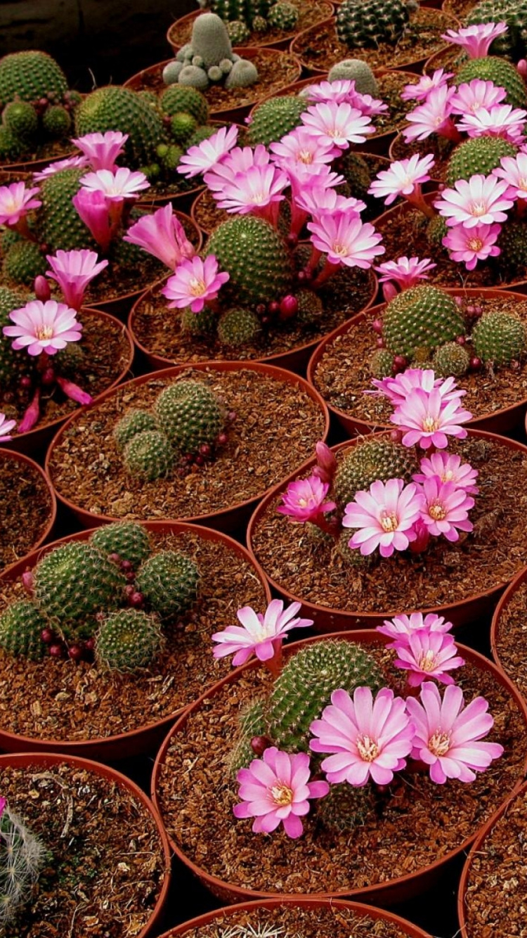 Обои кактус, цветковое растение, почвопокровная, комнатное растение, однолетнее растение в разрешении 750x1334