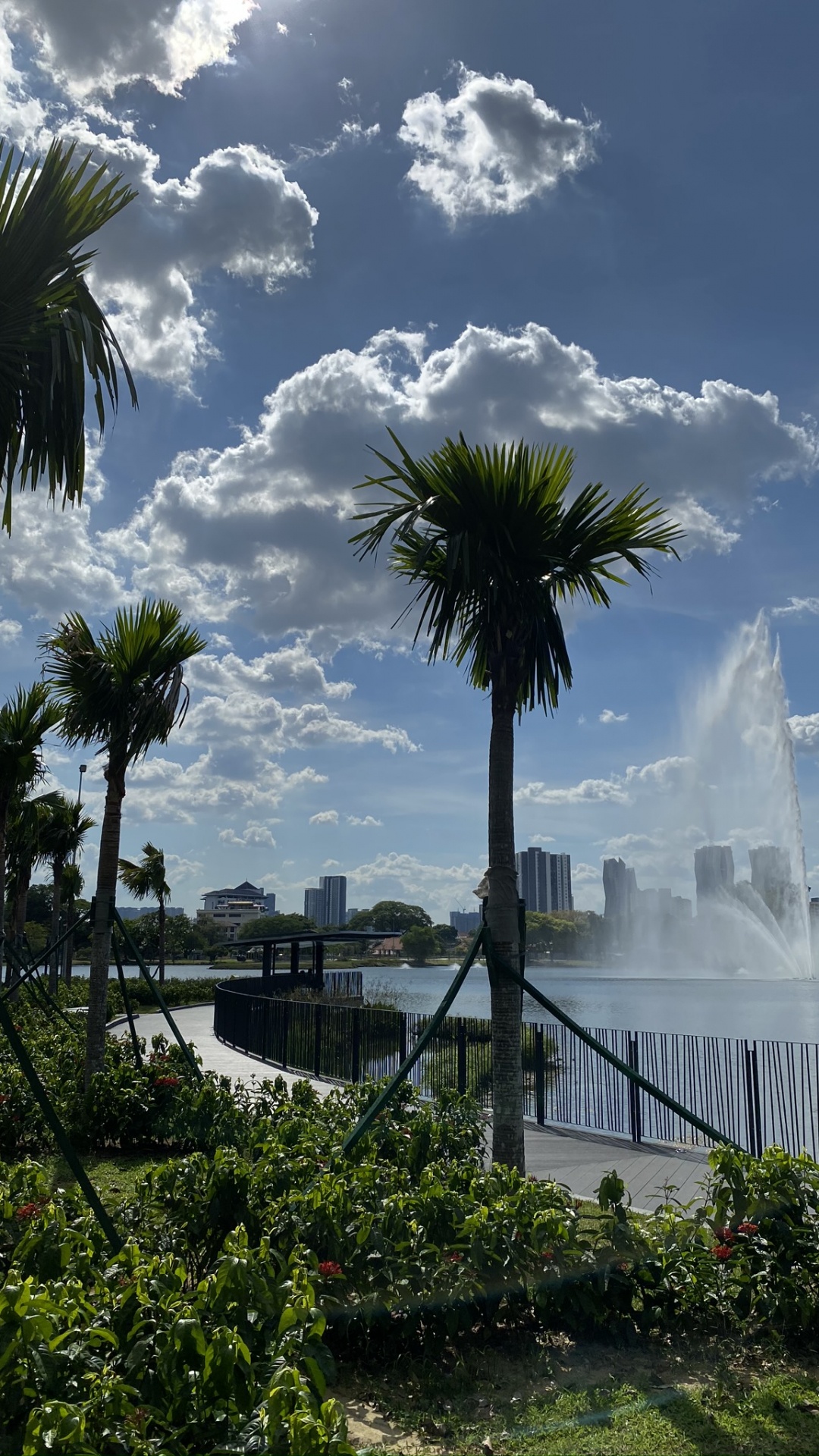 Обои пальмовые рощи, вода, облако, дерево, древесные растения в разрешении 1080x1920