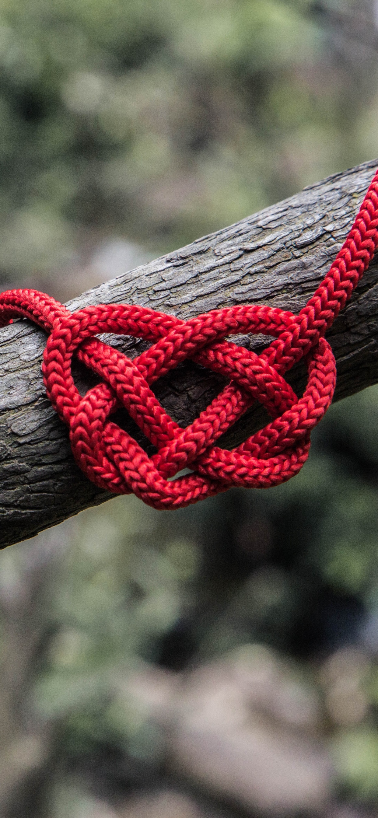 Обои веревка, узел, ветвь, прут, дерево в разрешении 1242x2688