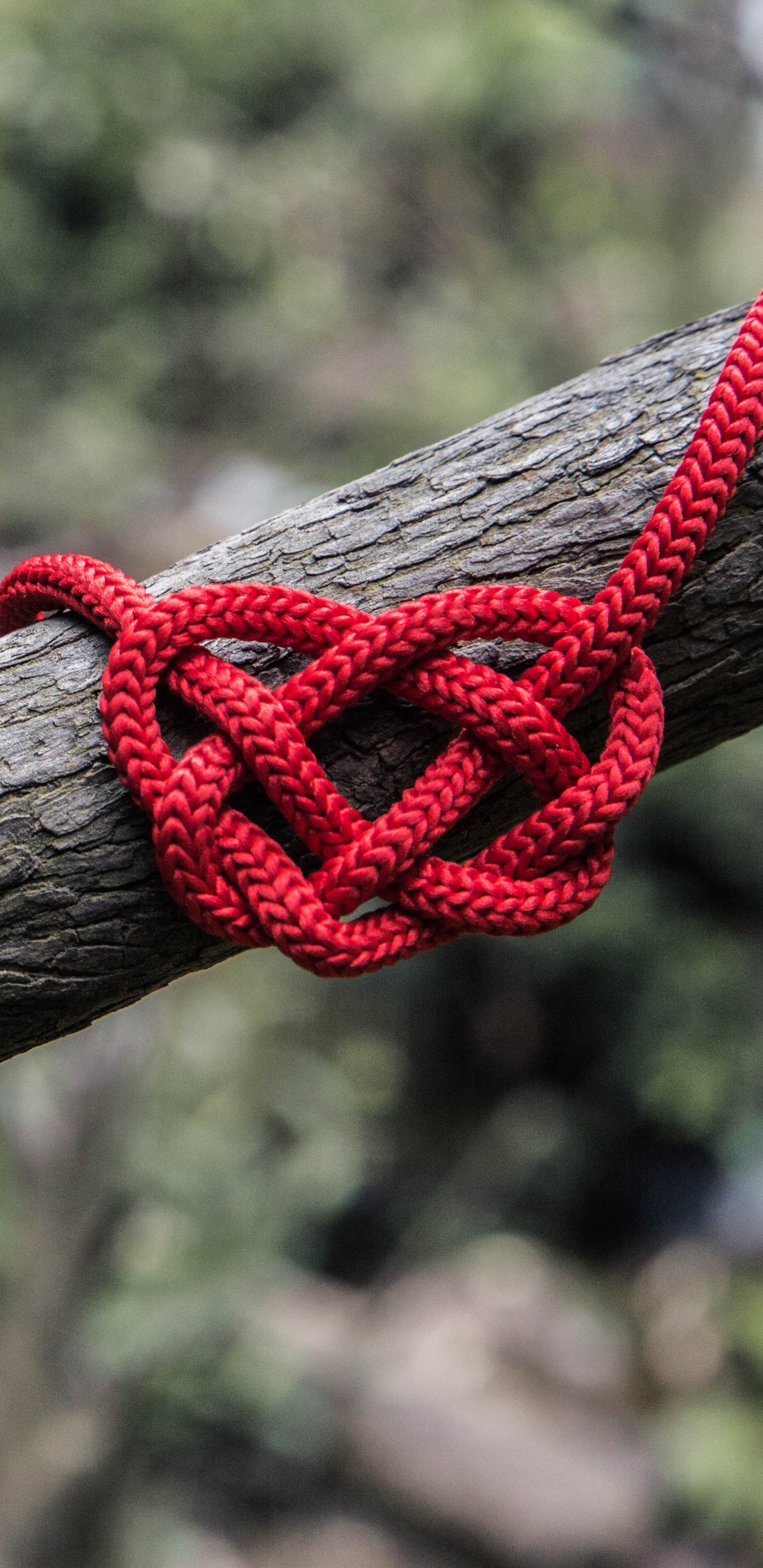 Обои веревка, узел, ветвь, прут, дерево в разрешении 1440x2960