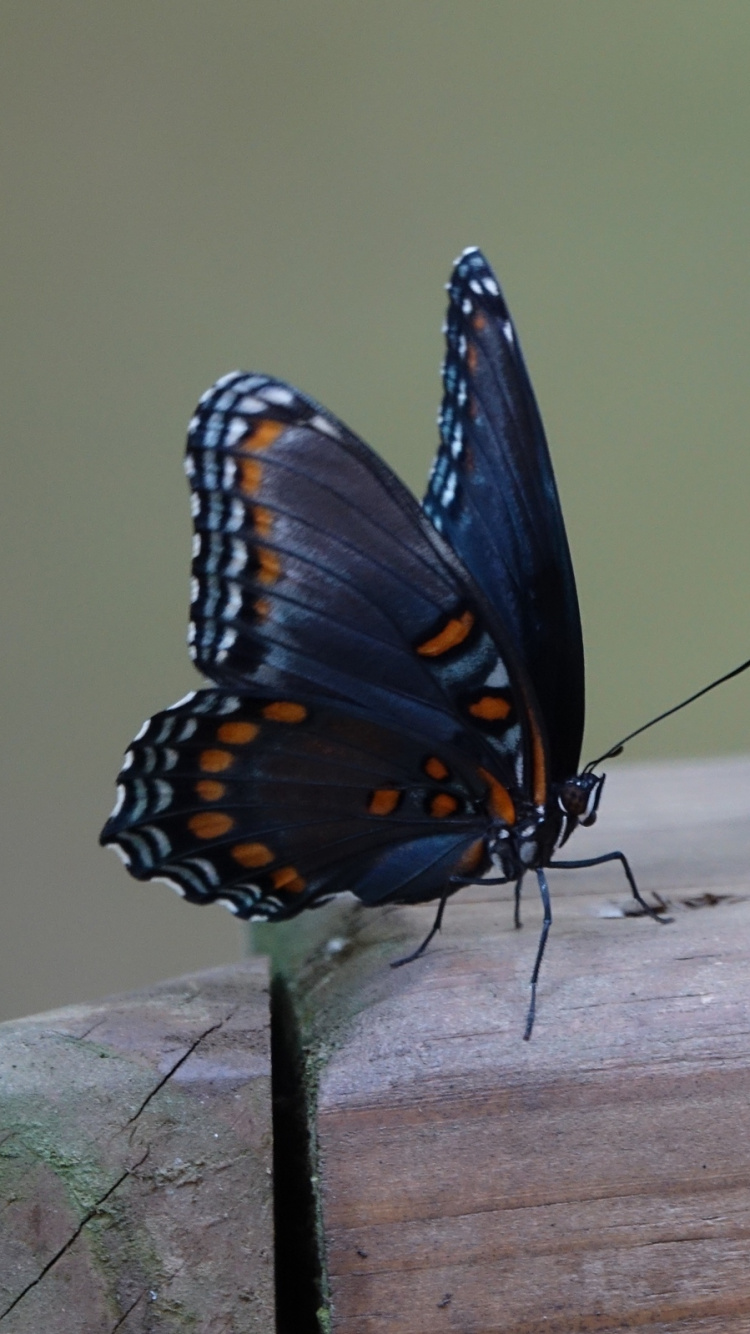 Обои насекомое, мотыльки и бабочки, бабочка, беспозвоночных, опылитель в разрешении 750x1334