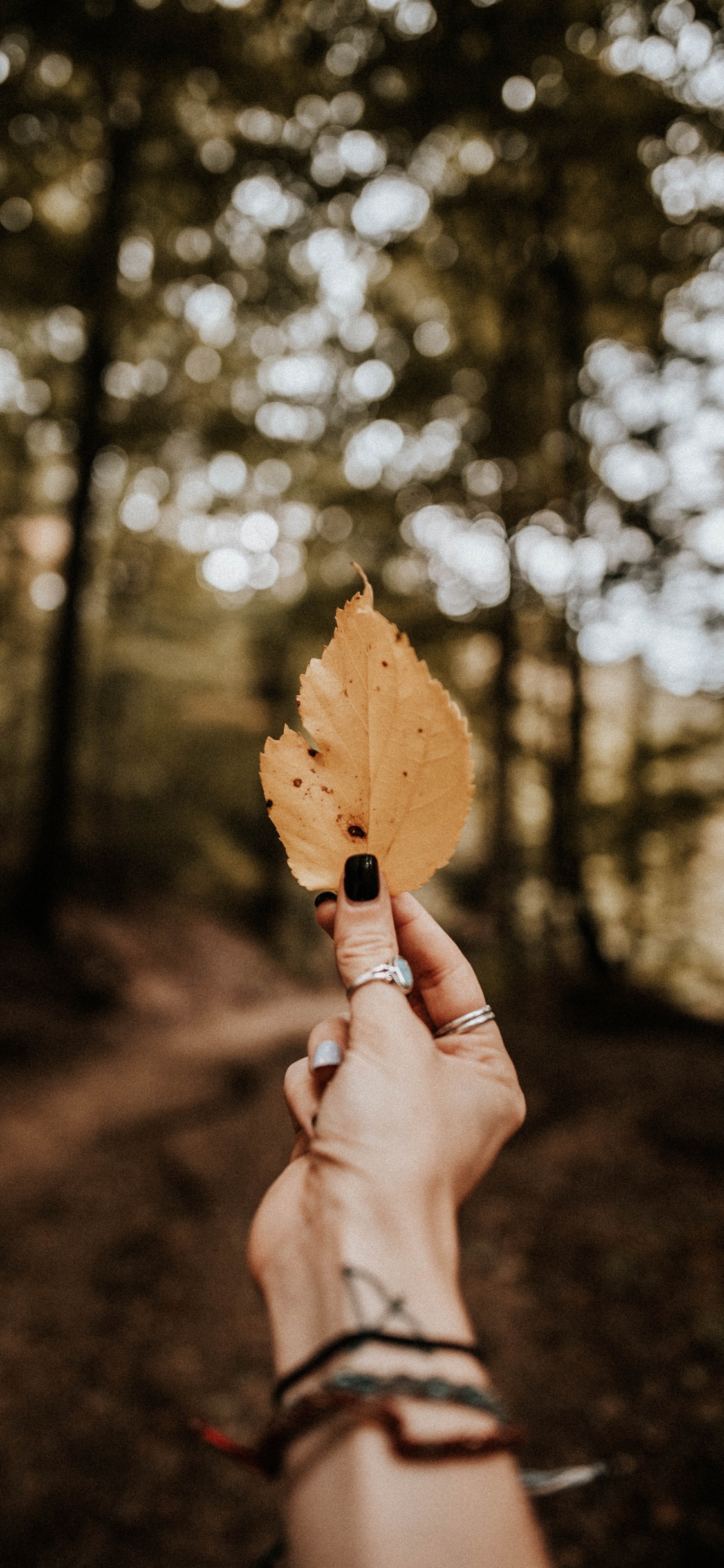 Обои осень, Люди в природе, лист, дерево, солнечный свет в разрешении 1125x2436