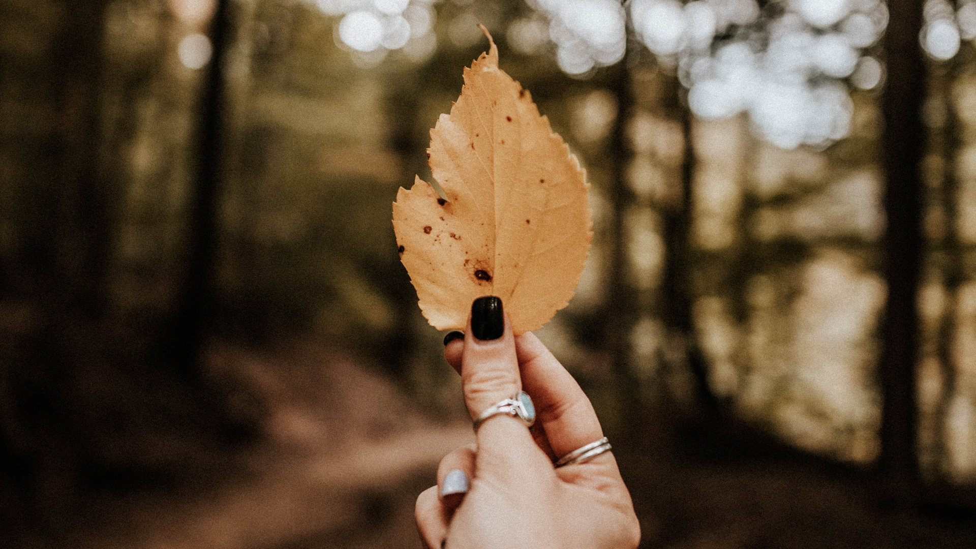 Обои осень, Люди в природе, лист, дерево, солнечный свет в разрешении 1920x1080