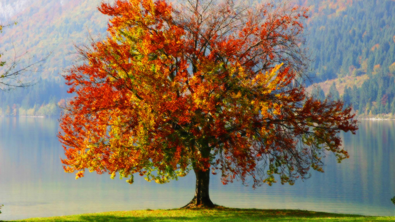 Обои дерево, осень, лист, древесные растения, живопись в разрешении 1280x720