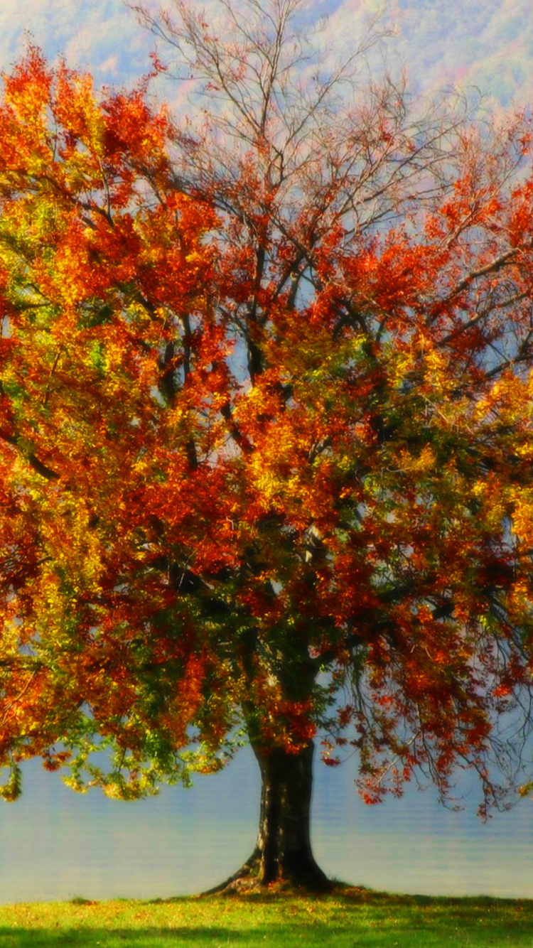 Обои дерево, осень, лист, древесные растения, живопись в разрешении 750x1334