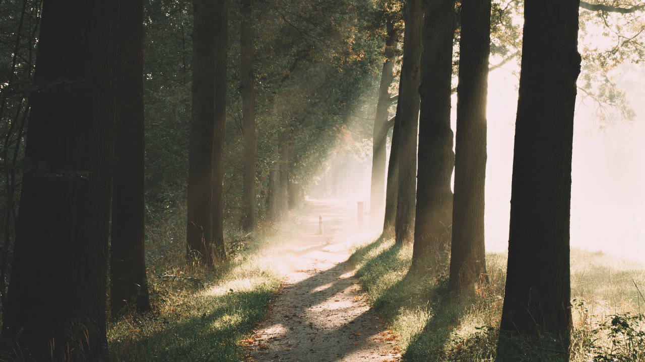 Обои лесистая местность, хвойными лесами, утро, свет, окружающая среда в разрешении 1280x720