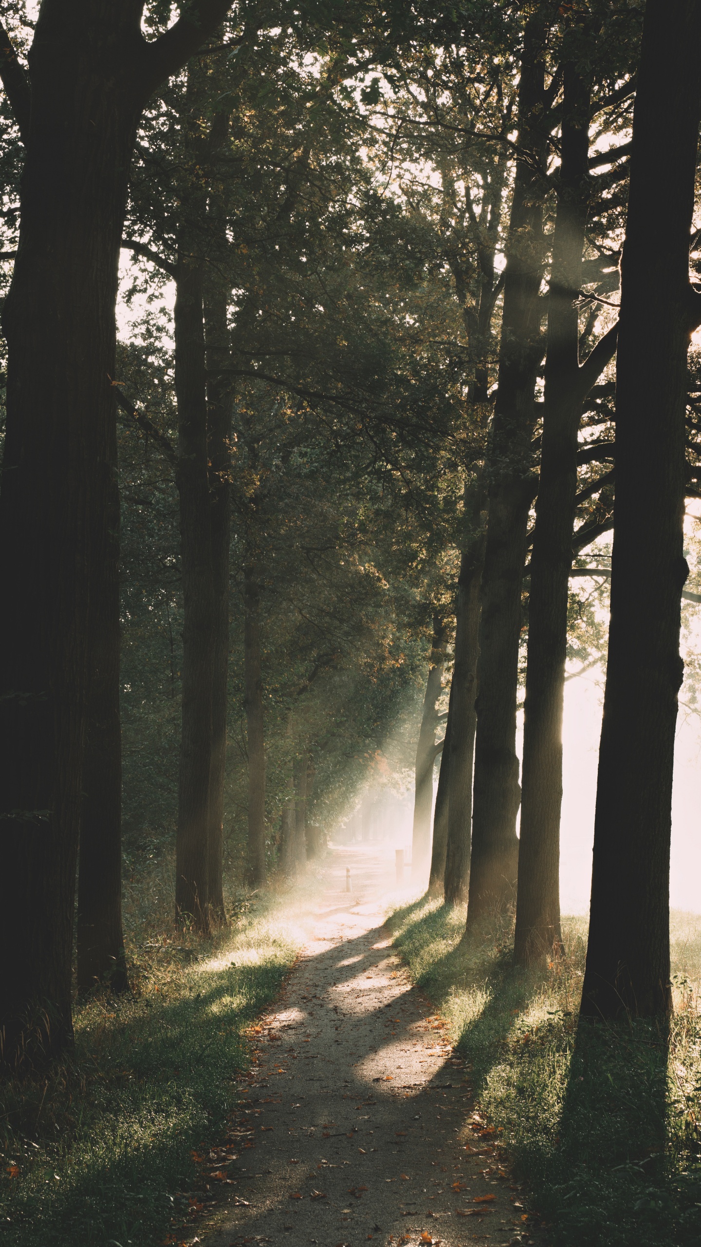 Обои лесистая местность, хвойными лесами, утро, свет, окружающая среда в разрешении 1440x2560