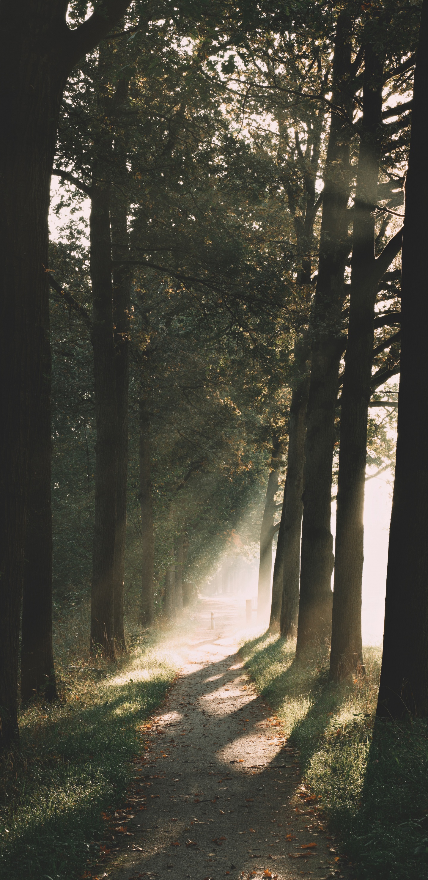 Обои лесистая местность, хвойными лесами, утро, свет, окружающая среда в разрешении 1440x2960