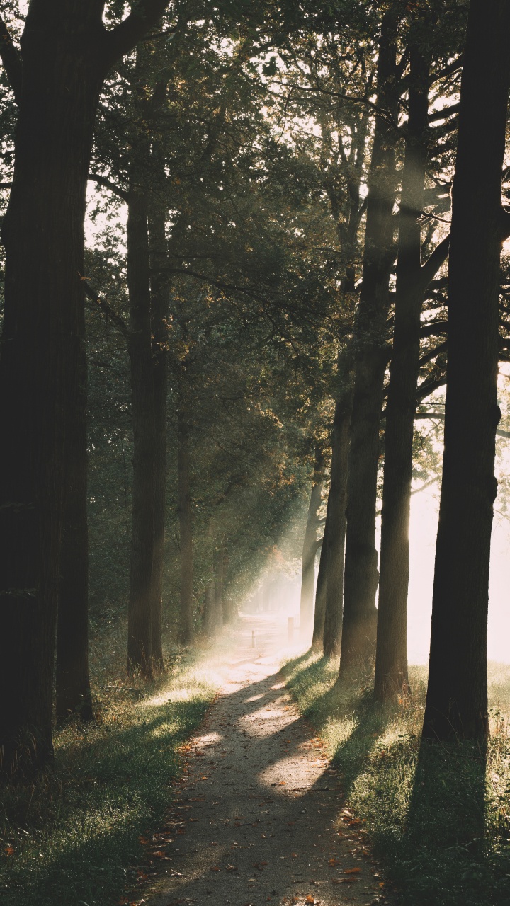 Обои лесистая местность, хвойными лесами, утро, свет, окружающая среда в разрешении 720x1280