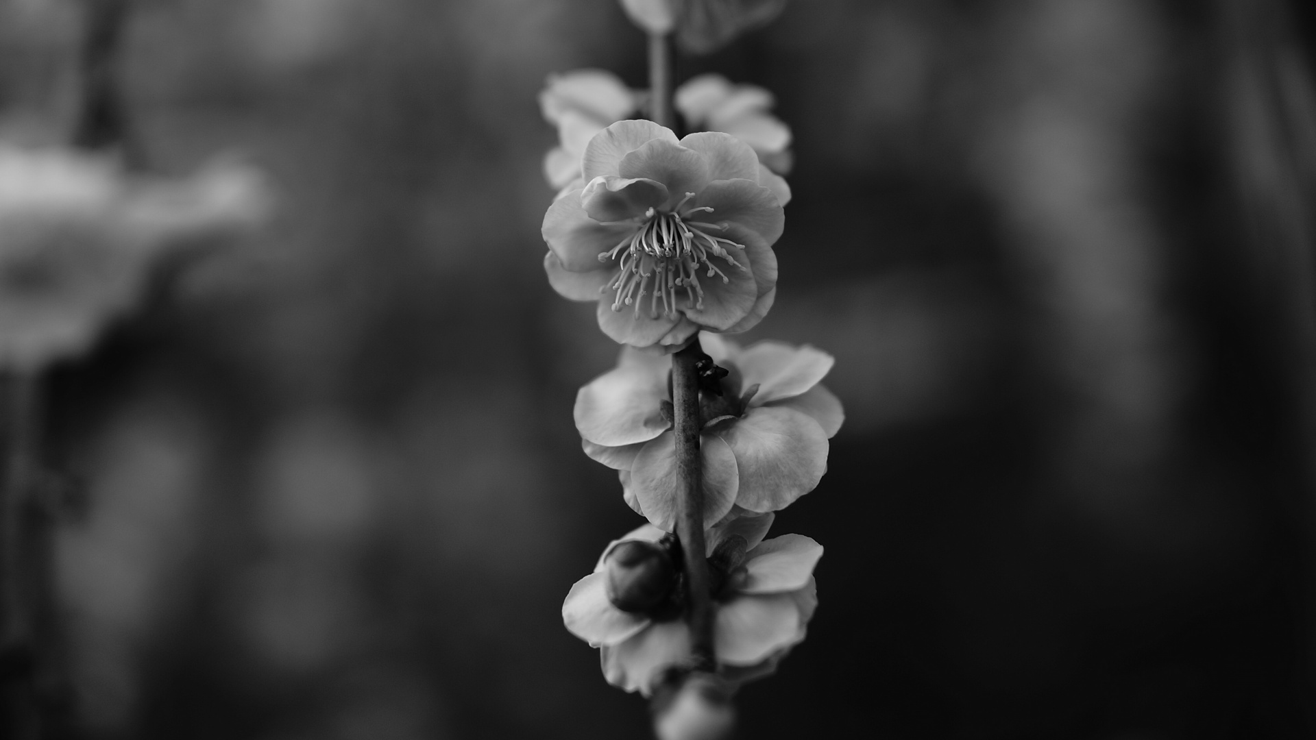 Обои черный и белый, цветок, черный, белые, монохромный в разрешении 1920x1080