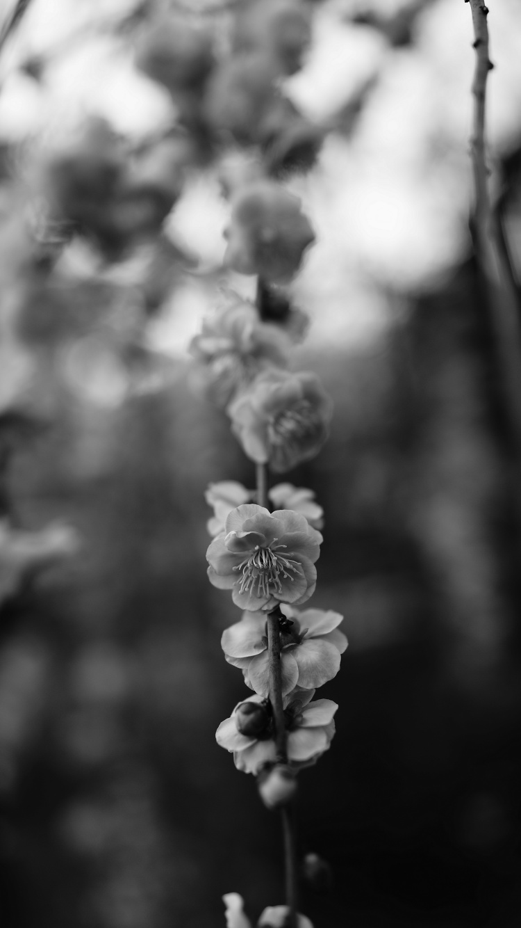 Обои черный и белый, цветок, черный, белые, монохромный в разрешении 750x1334