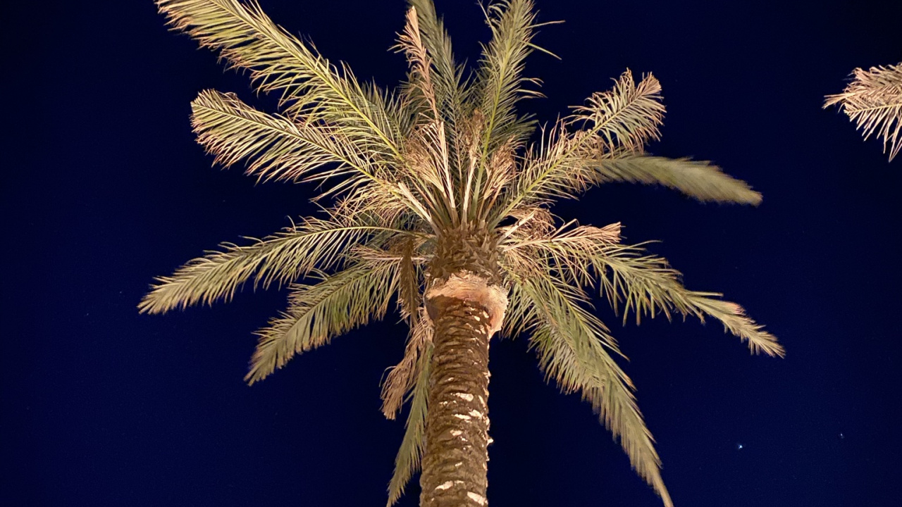 Обои стебель растения, пальмовые рощи, финиковая пальма, растение, вышка в разрешении 1280x720