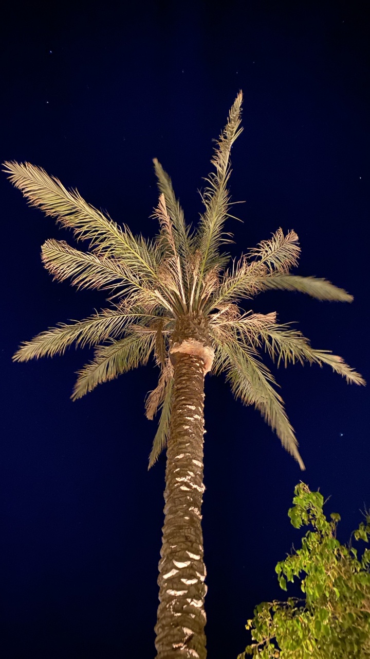 Обои стебель растения, пальмовые рощи, финиковая пальма, растение, вышка в разрешении 720x1280