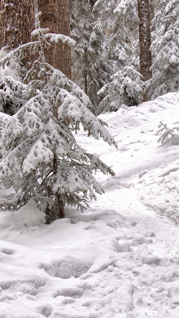 Обои снег, зима, замораживание, дерево, мороз в разрешении 720x1280