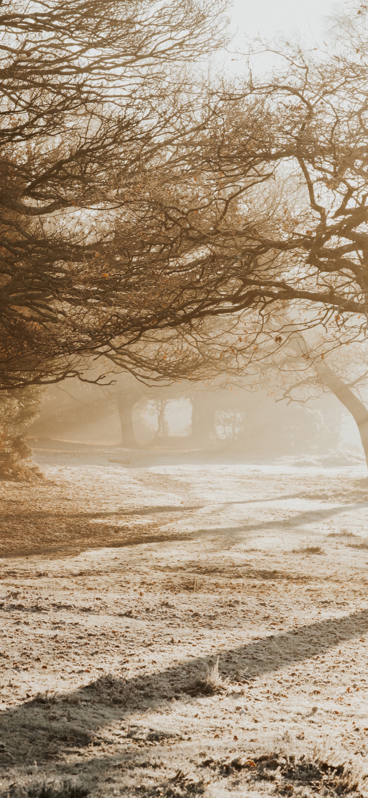 Обои ветвь, небо, дерево, природа, утро в разрешении 1242x2688