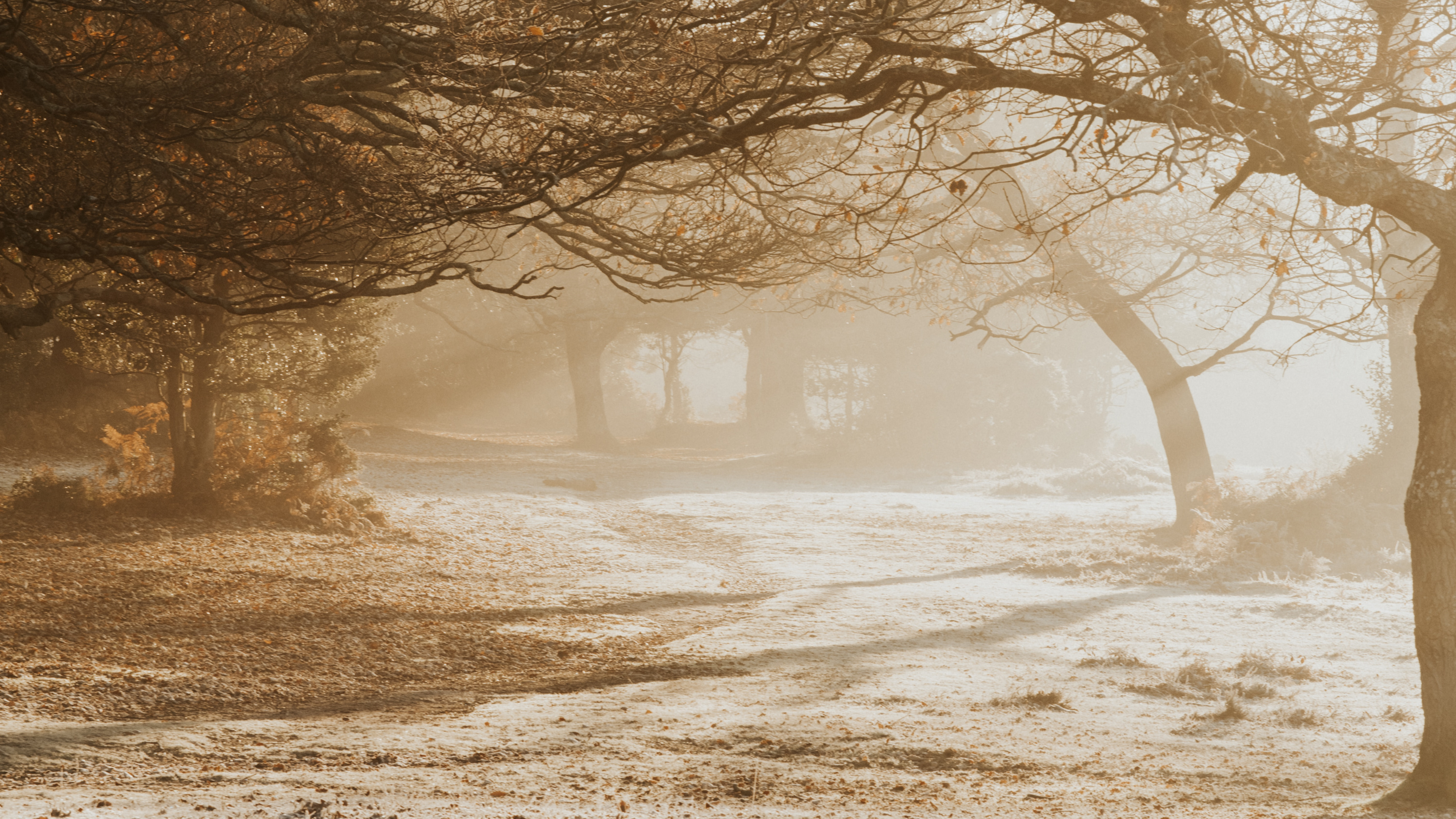 Обои ветвь, небо, дерево, природа, утро в разрешении 3840x2160