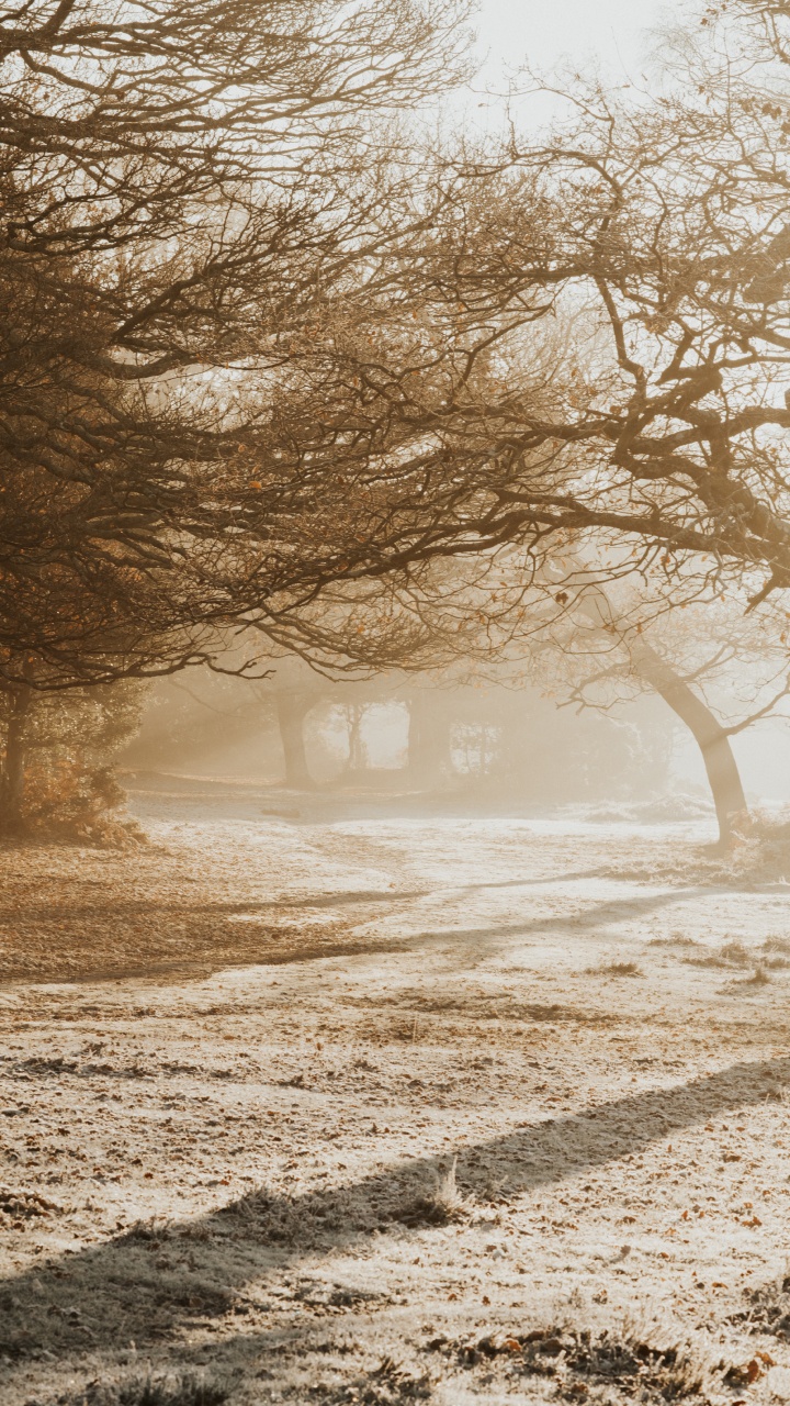 Обои ветвь, небо, дерево, природа, утро в разрешении 720x1280