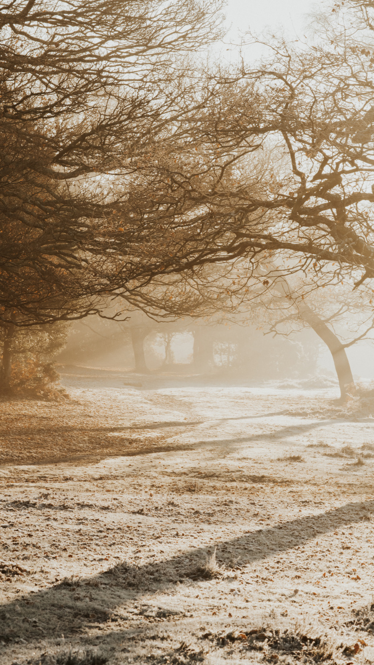 Обои ветвь, небо, дерево, природа, утро в разрешении 750x1334