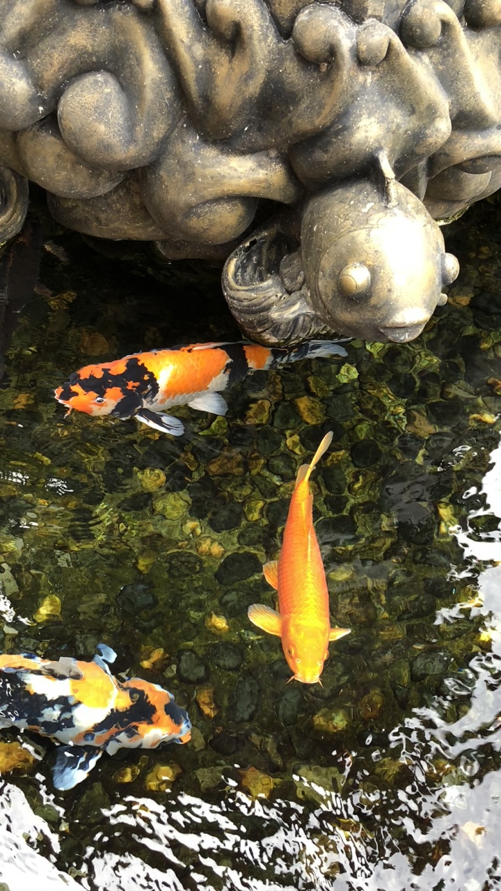 Обои вода, кои, рыбный пруд, рыба, морская биология в разрешении 720x1280