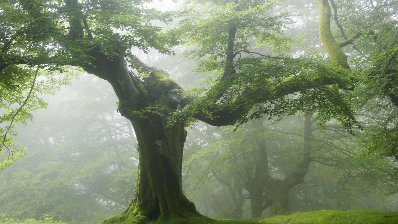 Обои дерево, лес, природа, зеленый, лесистая местность в разрешении 1280x720