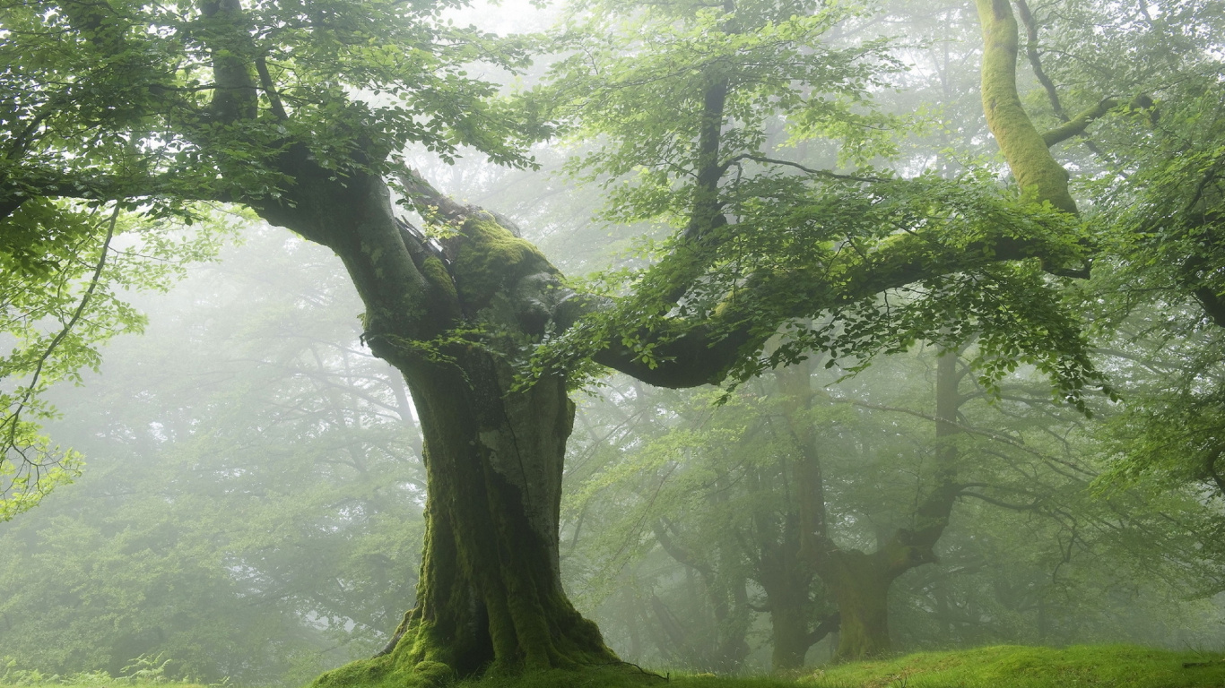 Обои дерево, лес, природа, зеленый, лесистая местность в разрешении 1366x768