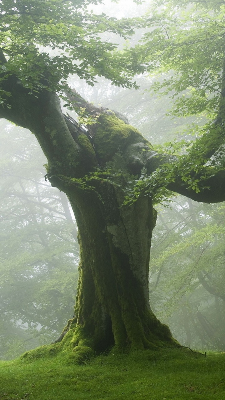 Обои дерево, лес, природа, зеленый, лесистая местность в разрешении 720x1280