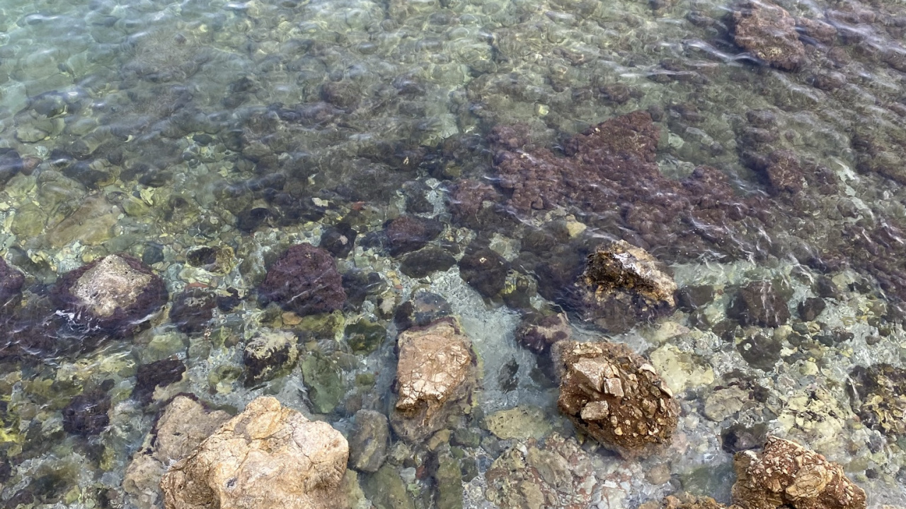 Обои море, коралловый риф, морская биология, риф, наука в разрешении 1280x720