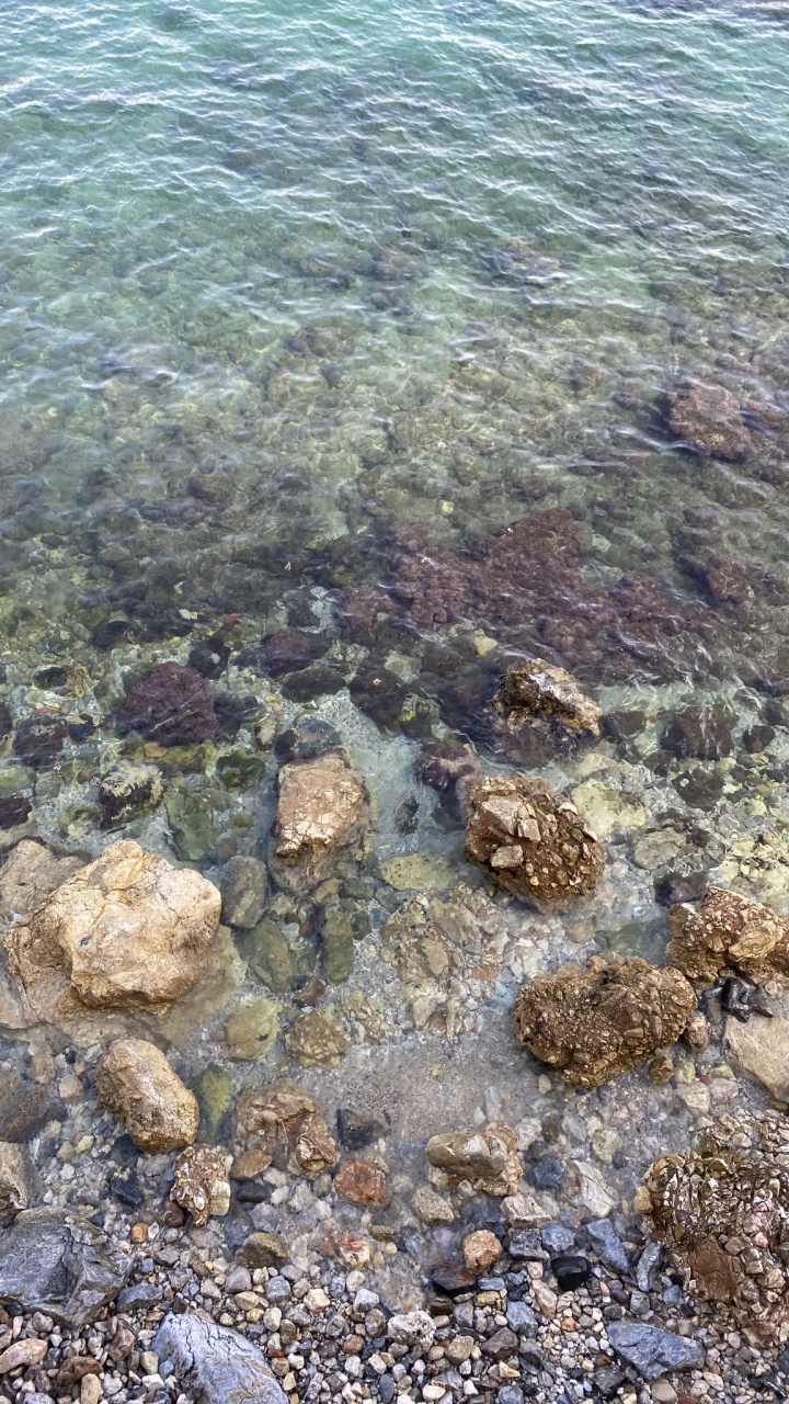 Обои море, коралловый риф, морская биология, риф, наука в разрешении 720x1280