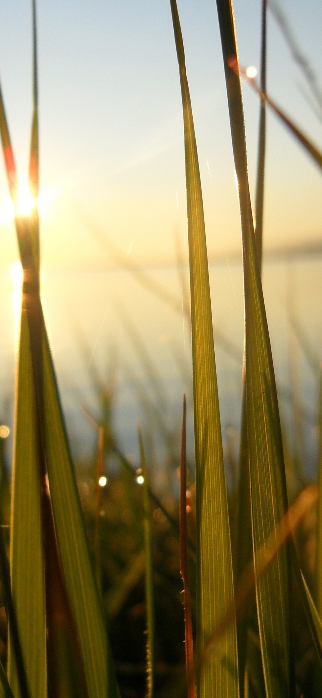 Обои вода, утро, солнечный свет, семейство травы, небо в разрешении 1125x2436