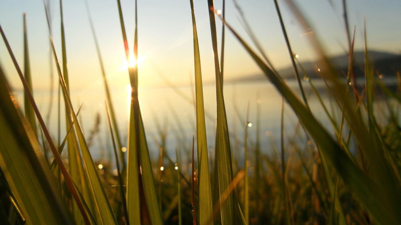 Обои вода, утро, солнечный свет, семейство травы, небо в разрешении 1366x768