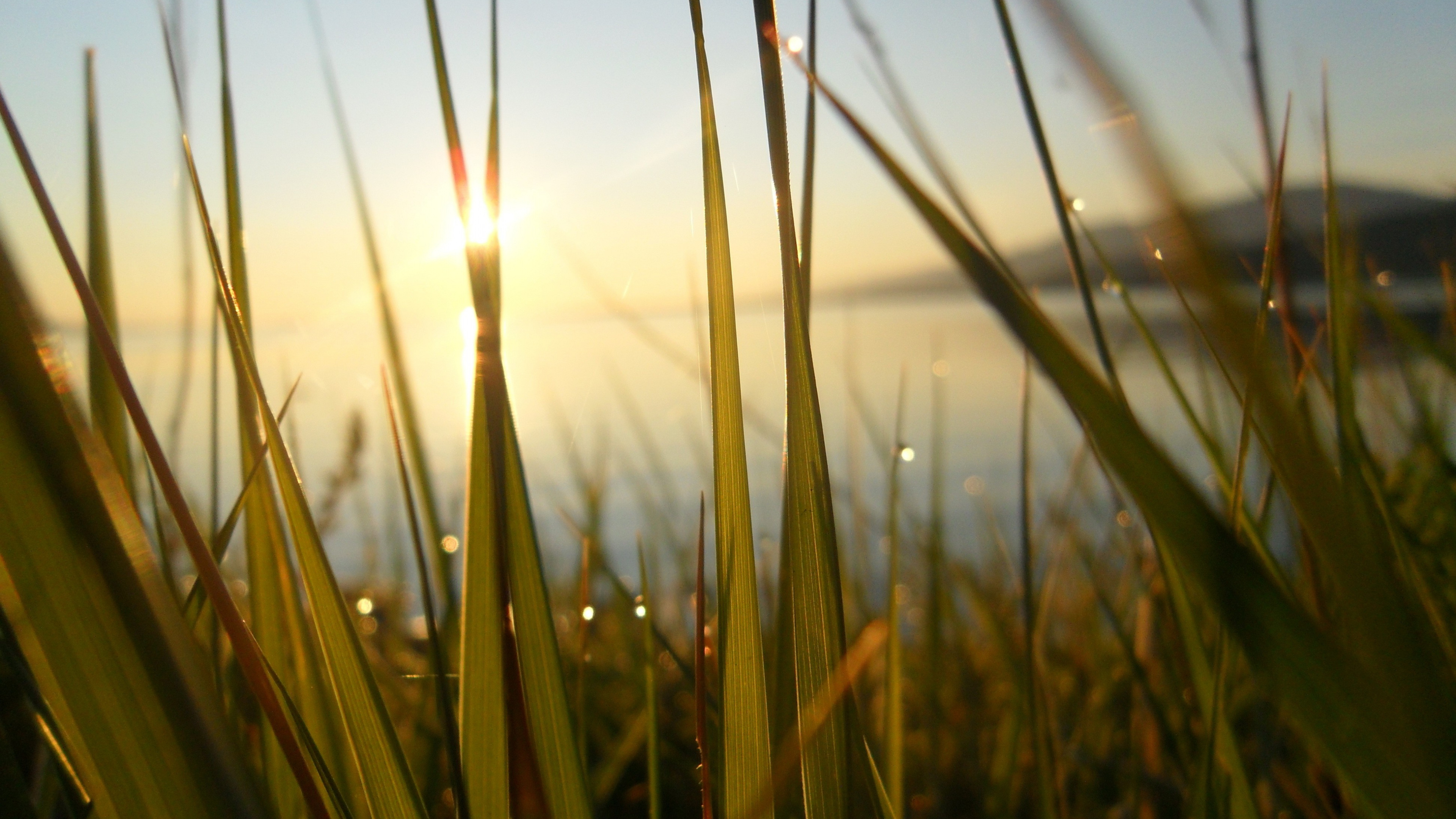 Обои вода, утро, солнечный свет, семейство травы, небо в разрешении 3840x2160